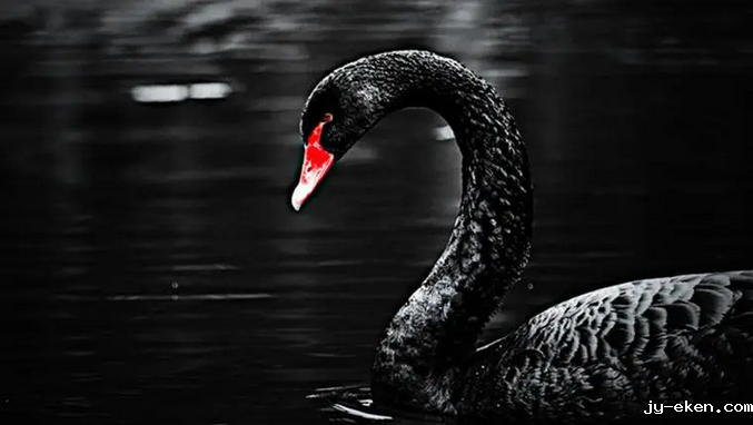 黑天鹅